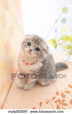 Scottish Fold View Large Photo Image Stock Image - Scottish Fold. Fotosearch