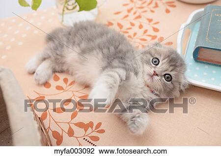 Scottish Fold View Large Photo Image Stock Image - Scottish Fold. Fotosearch