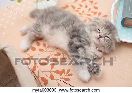 Stock Image - Scottish Fold. Fotosearch