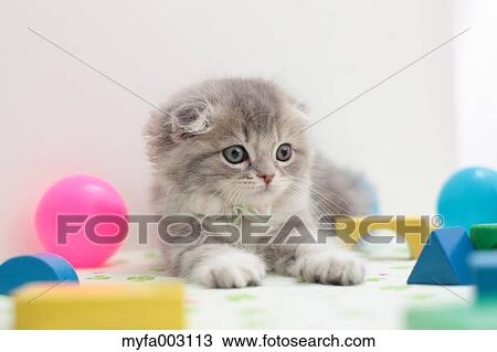 Scottish Fold View Large Photo Image Stock Image - Scottish Fold. Fotosearch