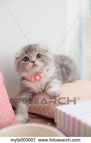Scottish Fold View Large Photo Image Stock Photo - Scottish Fold. Fotosearch