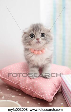 Scottish Fold View Large Photo Image Stock Photo - Scottish Fold. Fotosearch