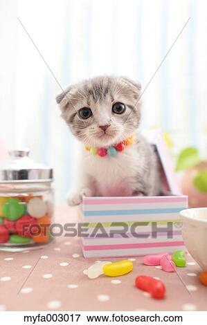 Stock Photo - Scottish Fold. Fotosearch