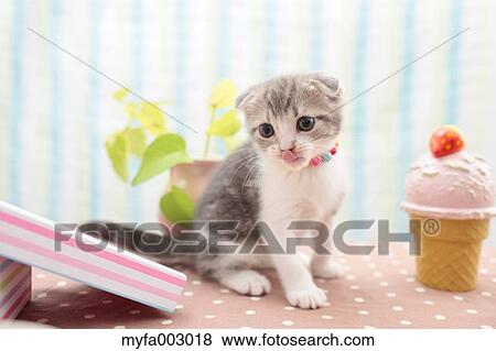 Stock Photo - Scottish Fold. Fotosearch