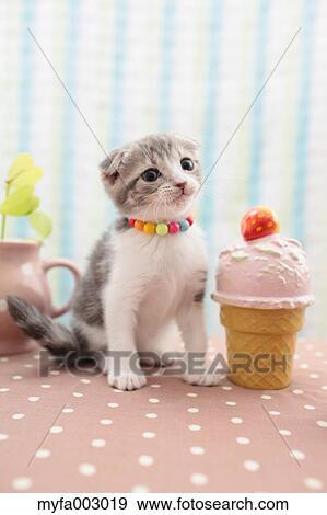 Scottish Fold View Large Photo Image Stock Photo - Scottish Fold. Fotosearch