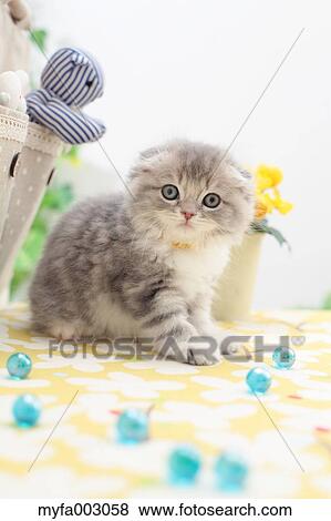 Scottish Fold View Large Photo Image Stock Photo - Scottish Fold. Fotosearch