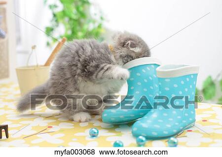 Scottish Fold View Large Photo Image Stock Photo - Scottish Fold. Fotosearch