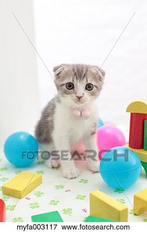 Scottish Fold View Large Photo Image Stock Photo - Scottish Fold. Fotosearch