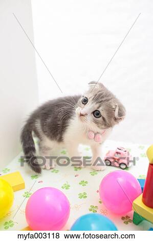 Scottish Fold View Large Photo Image Stock Photo - Scottish Fold. Fotosearch