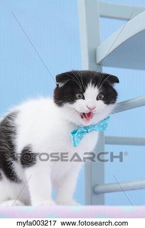 Scottish Fold View Large Photo Image Stock Photo - Scottish Fold. Fotosearch