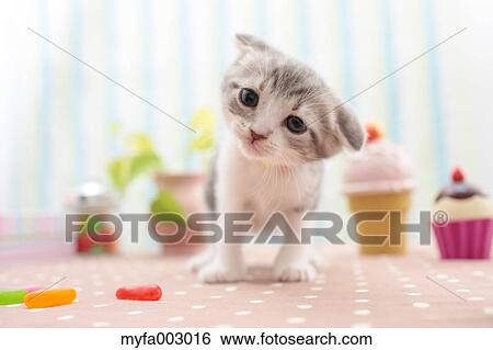 Stock Photograph - Scottish Fold. Fotosearch