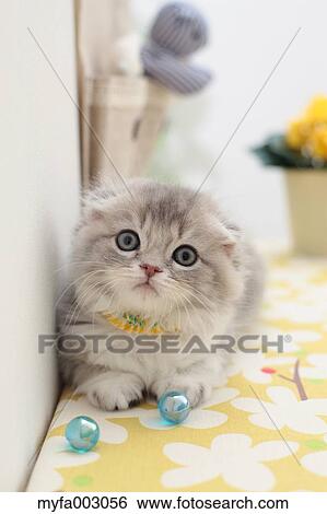 Stock Photograph - Scottish Fold. Fotosearch