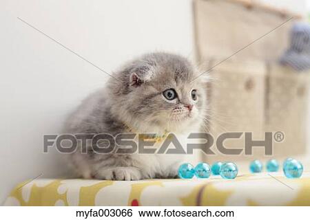 Scottish Fold View Large Photo Image Stock Photograph - Scottish Fold. Fotosearch