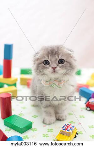 Stock Photograph - Scottish Fold. Fotosearch