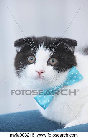 Stock Photograph - Scottish Fold. Fotosearch