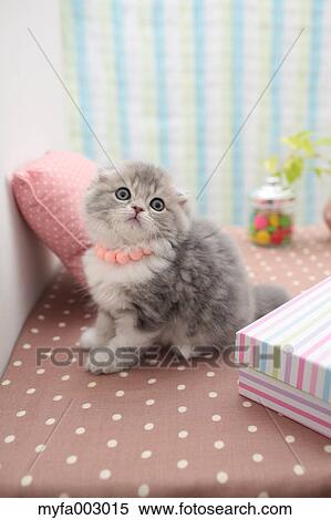 Scottish Fold View Large Photo Image Stock Photography - Scottish Fold. Fotosearch