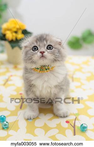 Scottish Fold View Large Photo Image Stock Photography - Scottish Fold. Fotosearch