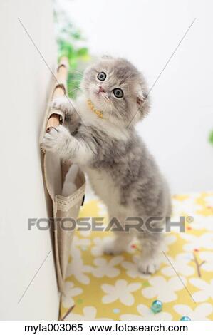 Scottish Fold View Large Photo Image Stock Photography - Scottish Fold. Fotosearch