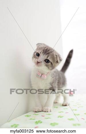 Scottish Fold View Large Photo Image Stock Photography - Scottish Fold. Fotosearch