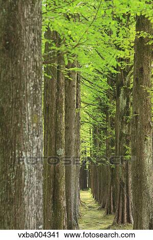 Sequoia trees View Large Photo Image Stock Image - Sequoia trees. Fotosearch