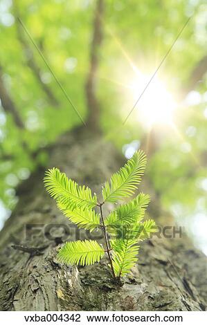 Sequoia trees View Large Photo Image Stock Image - Sequoia trees. Fotosearch