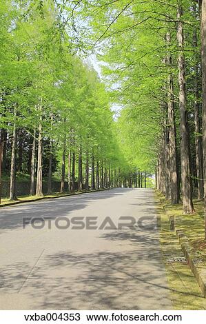 Sequoia trees View Large Photo Image Stock Image - Sequoia trees. Fotosearch