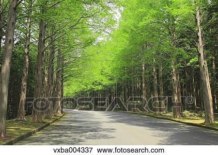 Sequoia trees View Large Photo Image Stock Photo - Sequoia trees. Fotosearch