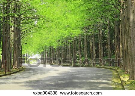 Sequoia trees View Large Photo Image Stock Photo - Sequoia trees. Fotosearch