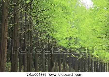 Sequoia trees View Large Photo Image Stock Photo - Sequoia trees. Fotosearch