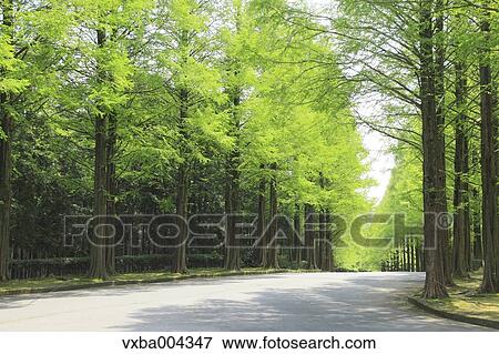 Sequoia trees View Large Photo Image Stock Photo - Sequoia trees. Fotosearch