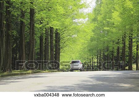 Sequoia trees View Large Photo Image Stock Photo - Sequoia trees. Fotosearch