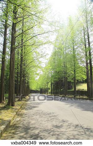Sequoia trees View Large Photo Image Stock Photo - Sequoia trees. Fotosearch