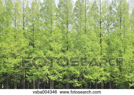 Sequoia trees View Large Photo Image Stock Photograph - Sequoia trees. Fotosearch