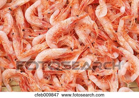 Shrimps View Large Photo Image Stock Photo - Shrimps. Fotosearch