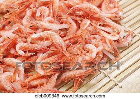 Shrimps View Large Photo Image Stock Photograph - Shrimps. Fotosearch