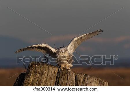 Snowy Owl View Large Photo Image Picture - Snowy Owl. Fotosearch
