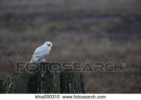 Snowy Owl View Large Photo Image Stock Image - Snowy Owl. Fotosearch