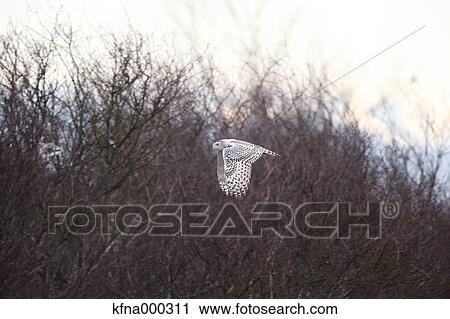 Snowy Owl View Large Photo Image Stock Image - Snowy Owl. Fotosearch