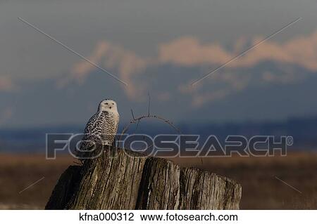 Snowy Owl View Large Photo Image Stock Image - Snowy Owl. Fotosearch