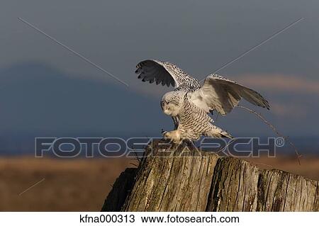 Stock Image - Snowy Owl. Fotosearch