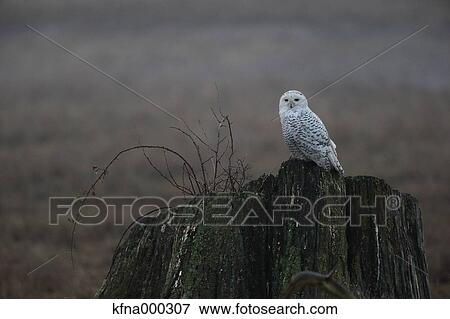 Snowy Owl View Large Photo Image Stock Photo - Snowy Owl. Fotosearch