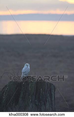 Snowy Owl View Large Photo Image Stock Photo - Snowy Owl. Fotosearch