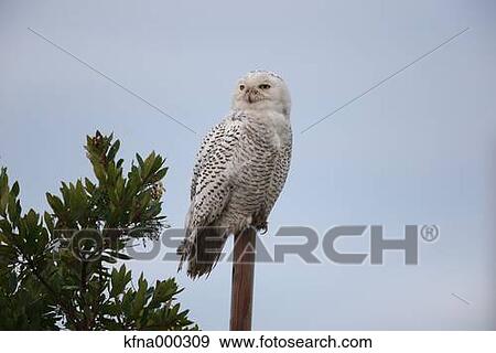 Stock Photo - Snowy Owl. Fotosearch