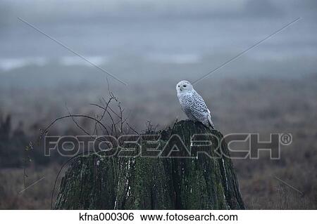Snowy Owl View Large Photo Image Stock Photograph - Snowy Owl. Fotosearch
