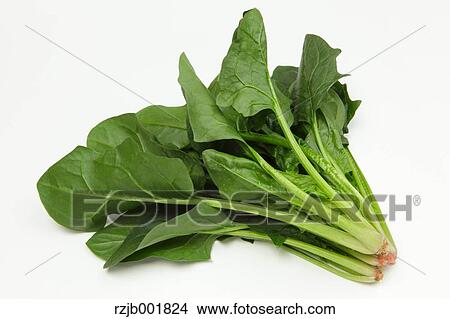 Picture - Spinach. Fotosearch