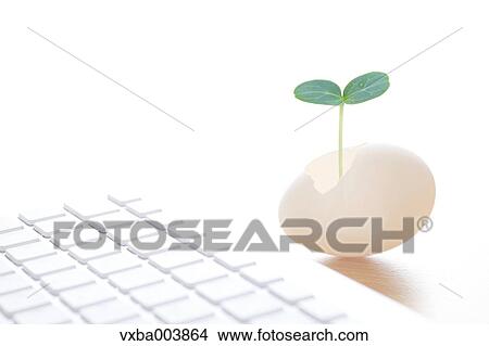 Picture - Sprouting leaf and keyboard. Fotosearch