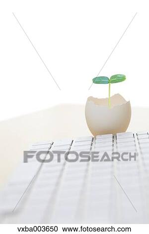 Stock Image - Sprouting leaf and keyboard. Fotosearch