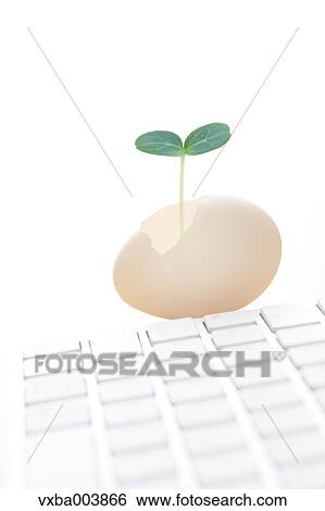 Sprouting leaf and keyboard View Large Photo Image Stock Photograph - Sprouting leaf and keyboard. Fotosearch