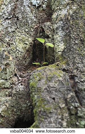 Sprouting leaves View Large Photo Image Picture - Sprouting leaves. Fotosearch