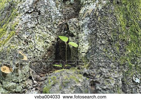 Sprouting leaves View Large Photo Image Stock Image - Sprouting leaves. Fotosearch